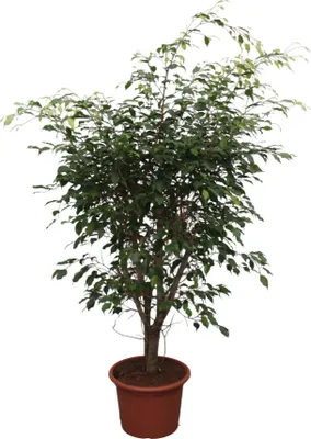 Zdjęcie produktu dla Figa Biken - Ficus Benjamina Exotica - roślina doniczkowa - 150cm - ø40cm