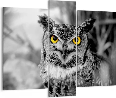 Produktbild von Bild auf Leinwand - Leinwandbild - Eule Vogel Natur - 95x80cm - Wand Bild - Wanddeko - Wandbilder - Leinwanddruck - Bilder - Kunstdruck - Wanddekoration - Leinwand bilder - Wandkunst - CB95x80-1318