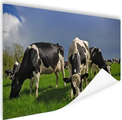 Produktbild von MuchoWow® Poster Kühe - Schwarz - Weiß - Blau 180x120 cm - Fotoplakat