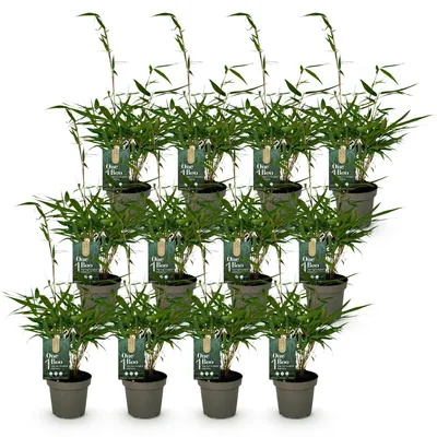 Produktbild von Green boutiQ - Bambus - Fargesia robusta Pingwu - Immergrün - Nicht Ausbreitend - Grün - 12 Pflanzen - Topf 14cm - Höhe 35cm