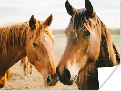 Produktbild von MuchoWow® Poster Pferd - Strand - Tiere 120x90 cm - Wandbild