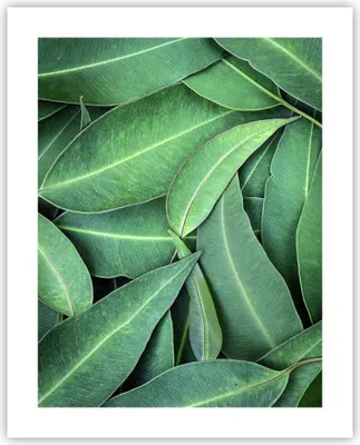 Produktbild von Poster - Poster ohne Rahmen - Blätter Eukalyptus Natur - 40x50 cm - Wand Bild - Wanddeko - Wandbilder - Kunstposter - Wandposter - Bilder - Kunstdruck - Wanddekoration - Wandbild - P2XPA40x50-4933