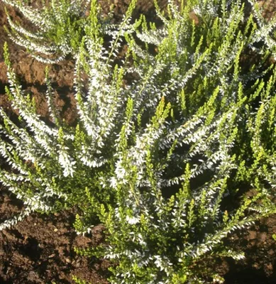 Produktbild von Besenheide Calluna Melanie Sommerheide immergrün 15 - 20 cm winterhart