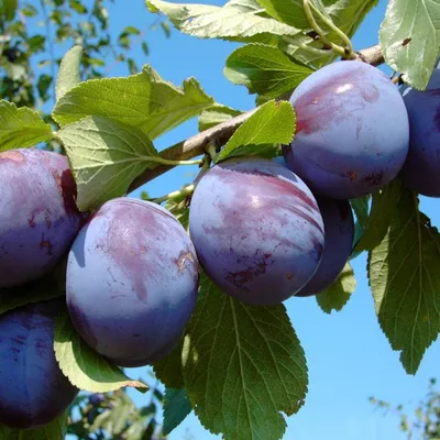 Produktbild von Hanita ® Pflaumenbaum - Halbstamm 160-180cm im 10 Liter Topf