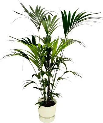 Produktbild von Kentia Palme – Forstersche Kentia – Zimmerpflanze ca. 160cm – ø30cm – inkl. Pflanzgefäß Greenville Weiß – Tropische XL-Zimmerpalme für Wohnzimmer, Büro & Wintergarten