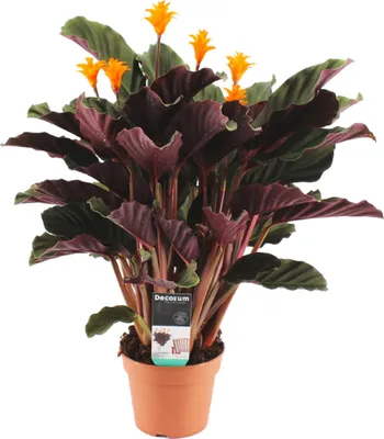 Zdjęcie produktu dla Bloomique - Calathea Crocata - Eternal Flame - Roślina doniczkowa - Oczyszczająca powietrze - Kwitnąca - Łatwa w utrzymaniu - Wysokość 40-50 cm - Doniczka 14 cm