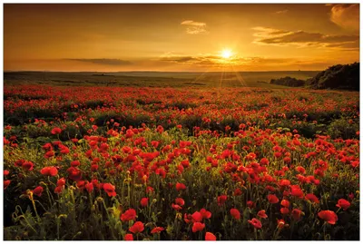 Produktbild von Wallario Wandbild aus Acryl, 90 x 60 cm, freischwebende Optik - Mohnblumenwiese bei Sonnenuntergang am Abend