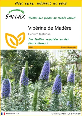Image de SAFLAX Ensemble de culture - Vipérine de Madère - 100 graines - Echium