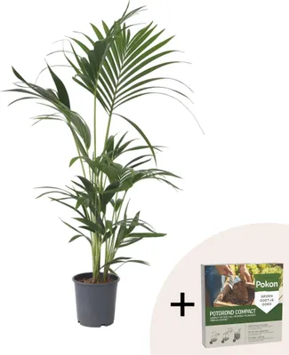 Produktbild von Kentia Palme - Howea forsteriana - Höhe 90-100cm - ⌀18cm