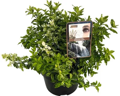 Obrázek produktu pro Brslen Fortuneův FloraSelf Euonymus fortunei 'Harlequin' výška 20-25 cm květináč 5 l