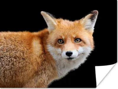 Produktbild von MuchoWow® Poster Fuchs - Tier - Porträt 160x120 cm - Foto Plakat