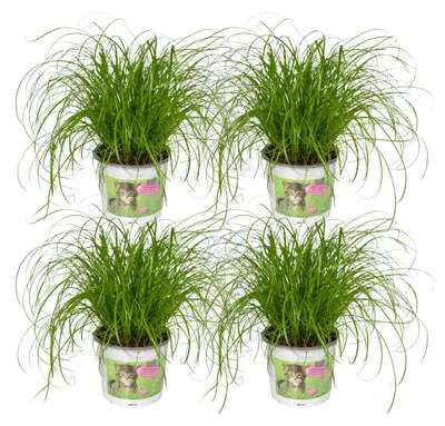 Produktbild von Cyperus alternifolius - Katzengras | 4 Stück - 20cm - Ø12cm - Zimmerpflanze - Immergrün - Multideal