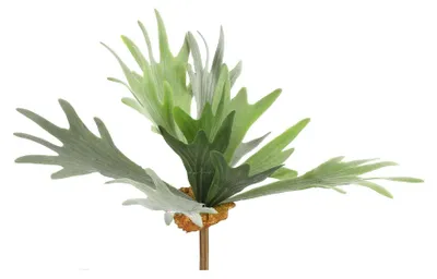 Immagine prodotto di Countryfield Pianta artificiale Platycerium verde 10xh63,5 cm