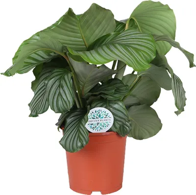 Produktbild von Calathea Orbifolia Korbmarante Ø21cm 70cm Luftreinigend Zimmerpflanze Wohnzimmer
