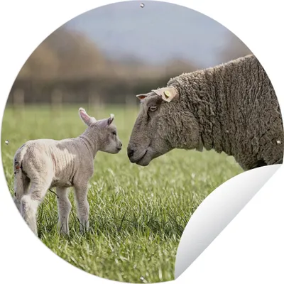 Produktbild von MuchoWow® Gartenposter Outdoor-Poster Rund Schafe - Sonne - Gras Ø 150 cm Gartendeko Rundes Poster draußen