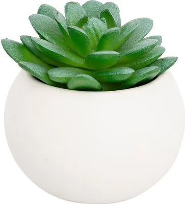 Produktbild von Fettpflanze im topf h13  - Atmosphera créateur d'intérieur
