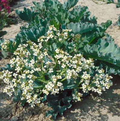 Produktbild von Crambe maritima, Meerkohl, essbar, ca. 11x11 cm Topf