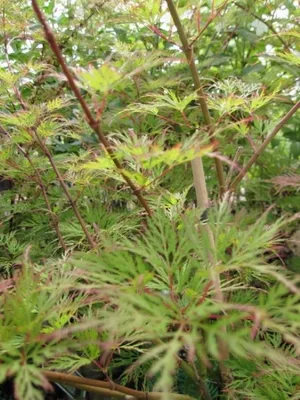 Produktbild von Ahorn palmatum Emerald Lace - Japanischer Schlitzahorn 40-60