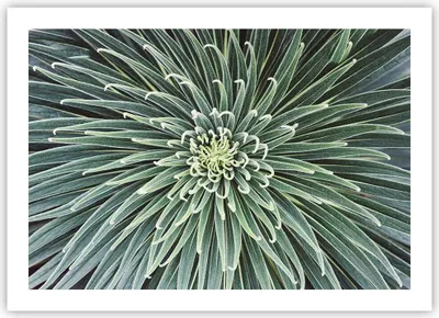 Produktbild von Poster - Poster ohne Rahmen - Agave Grün Pflanze - 70x50 cm - Wand Bild - Wanddeko - Wandbilder - Kunstposter - Wandposter - Bilder - Kunstdruck - Wanddekoration - Wandbild - P2XAA70x50-4905