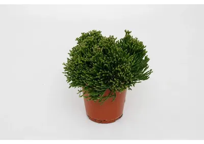 Produktbild von Hatiora salicornioden - Ø12cm - ↕15 cm | Flaschenkaktus