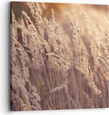 Produktbild von Bild auf Leinwand - Leinwandbild - Einteilig - Boho Ähren Feld - 30x30cm - Wand Bild - Wanddeko - Wandbilder - Leinwanddruck - Bilder - Wanddekoration - Leinwand bilder - Wandbild - AC30x30-4838