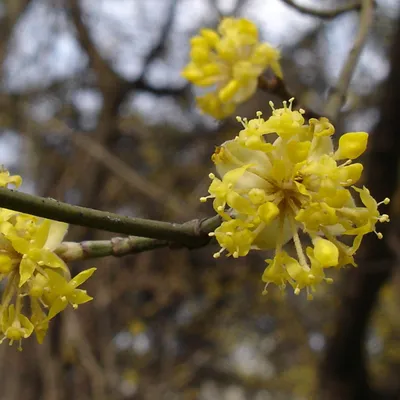 Obrázok produktu pre 2 x čerešňa drieňová - Cornus mas | 40-60 cm v nádobách