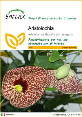 Immagine prodotto di SAFLAX  - Aristolochia - 80 semi - Aristolochia