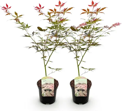 Image de Green boutiQ - Terrasplant - Japanse Esdoorn - Acer palmatum Sumi-nagashi - Rood - 2 Planten - Bladverliezend - Pot 19cm Hoogte 70cm