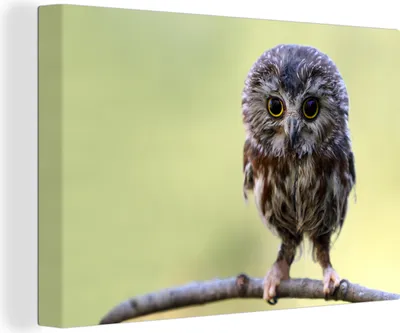 Produktbild von OneMillionCanvasses® - Leinwandbilder - 140x90 cm, Eule - Vogel - Wald, Wandbilder Kunstdruck Wanddekoration