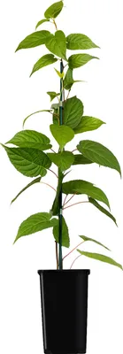 A potted plant with green leaves and a dark pot, isolated on a white background.