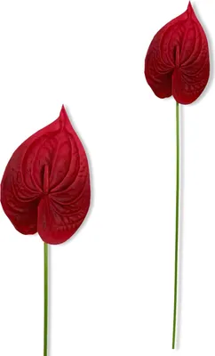 Immagine prodotto di Ramo - Anthurium a schiuma rossa 57 cm