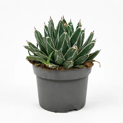 Productafbeelding van Agave victoriae-reginae - bijzondere Agave - zeldzaamheid - pot van 13 cm - 15 cm hoog