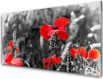 Produktbild von Acrylglasbilder 100x50 Wandbild Druck Mohnblumen Pflanzen