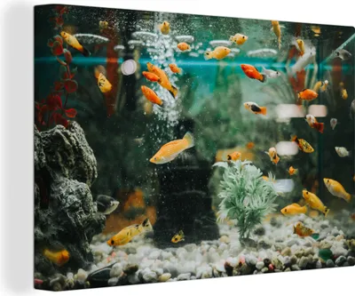Produktbild von OneMillionCanvasses® - Leinwandbilder - 140x90 cm, Kleine Fische in einem Aquarium, Wandbilder Kunstdruck Wanddekoration - Foto auf Leinwand - Gemälde auf Holzrahmen