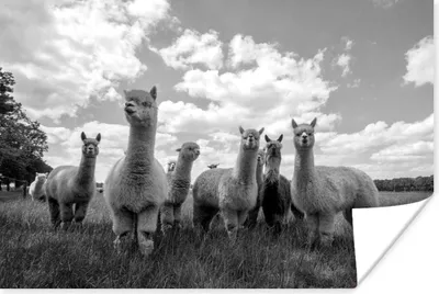 Produktbild von MuchoWow® Poster Alpakas auf der Wiese - schwarz und weiß 120x80 cm - Bilder