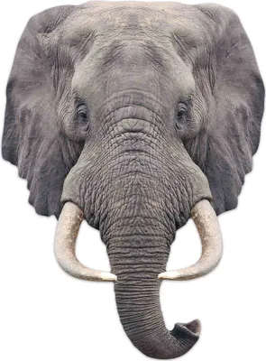 Image de Masque d'animal - Masques - Elephant