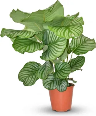 Image de Calathea Orbifolia - Ø17cm - Hauteur 40-50cm - Grandes feuilles striées