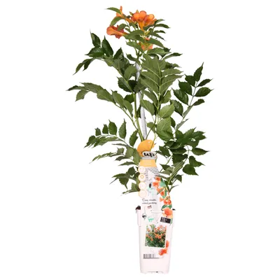 Zdjęcie produktu dla Hoogeveen Campsis 'Indian Summer' - 65 cm, Ø15 cm