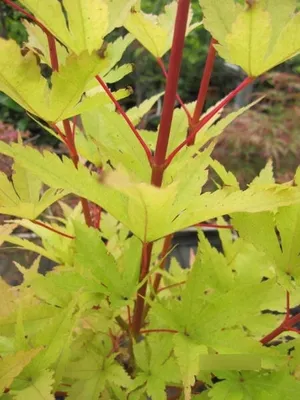 Produktbild von Korallenrinden-Ahorn Sango-Kaku - Ahorn palmatum Sango-Kaku 60-80