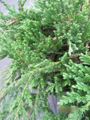 Produktbild von Teppichwacholder Prince of Wales - Juniperus horizontalis - 30-40