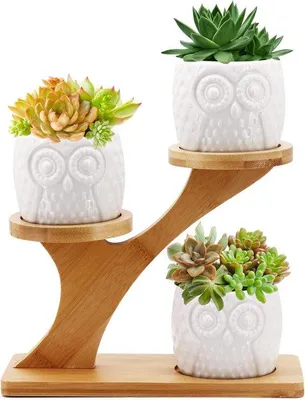 Image de Pot de fleurs en céramique avec support en bambou pour la décoration avec des cactus