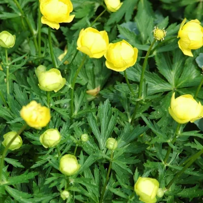 Immagine prodotto di 6 x Trollius  - Trollius 'Lemon Queen'  | Vaso 9 cm x 9 cm