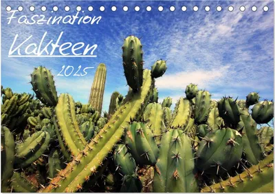 Produktbild von Faszination Kakteen (Tischkalender 2025 DIN A5 quer), CALVENDO Monatskalender