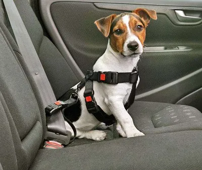 Produktbild von Karlie Auto-Sicherheitsgurt - L