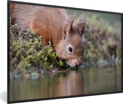 Produktbild von MuchoWow® MuchoWow® Gerahmtes Poster Eichhörnchen - Tier - Wasser 60x40 cm - Poster mit zchwarzem Bilderrahmen - Printing - Wanddeko Schlafzimmer