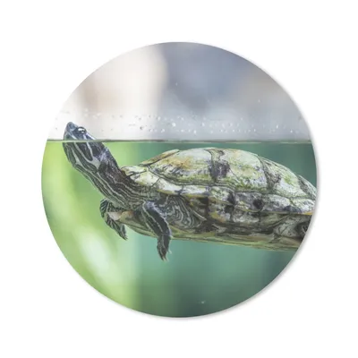 Produktbild von MuchoWow® Mauspad Mousepad Nahaufnahme einer Schildkröte 30x30 cm - Mousepads - Maus Mat - Pad - Mausunterlage - Tischunterlage - Schreibtischmatten