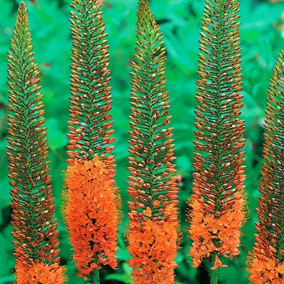Produktbild von Staude Rhizom Eremurus Steppenkerze Wüstenschweif Kleopatranadel Cleopatra 1 St.