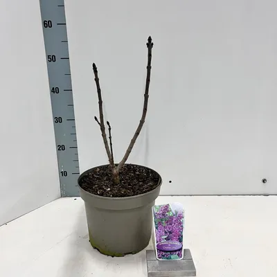 Immagine prodotto di Syringa vulgaris 'Charles Joly' - Lillà nobile | 40-50 cm in vaso