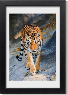 Produktbild von Bild 20x30 MDF-Rahmen, Wandkunst Tiger