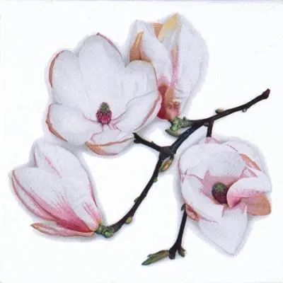 Obrázek produktu pro Ubrousky 33 x 33 cm – bílá Magnolia white